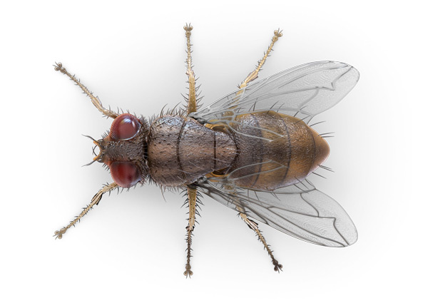 Indoor-Fly-Top