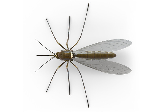 Mosquito-Top