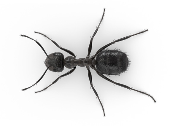 Nuisance-Ant-Top